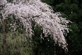 桜12-04-22大子町地蔵桜８分咲き