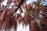 金砂郷藤