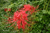 花彼岸花北沢