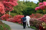 笠間09-04-30佐白山ツツジ8分咲き