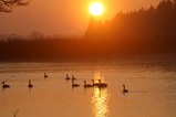 白鳥古徳沼10-03-11