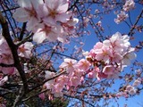 東日本大震災11-03-31久慈浜河津桜