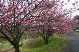 瓜連八重桜