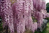 金砂郷藤の花茅根