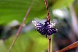 花蓮親沢の池チョウトンボ