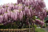 金砂郷藤の花茅根