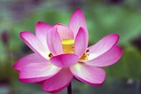 花蓮親沢の池