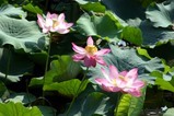 花蓮親沢の池