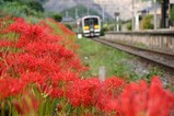 彼岸花08-09-23中舟生駅列車線路