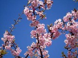 東日本大震災11-03-31久慈浜河津桜