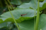 花蓮親沢の池