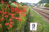 彼岸花08-09-23中舟生駅列車線路