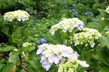 あじさい辰口親水公園