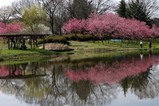 古河桃まつり桃の花菜の花(3)