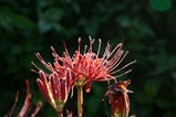 花彼岸花西河内町二又