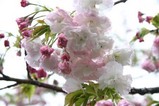 瓜連八重桜