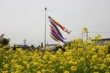 里川菜の花鯉のぼり