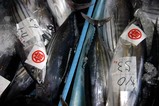 那珂湊カツオの水揚げかつおの競り