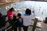 かまくらと白鳥