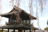 桜額田阿弥陀寺