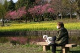 古河桃まつり桃の花菜の花(3)