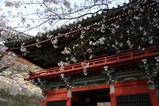 桜大和村雨引観音0