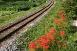 彼岸花08-09-23中舟生駅列車線路