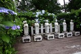 あじさい東海長松院07
