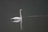 白鳥古徳沼061020