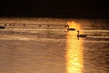 白鳥古徳沼10-03-12