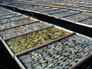 わくわく茨城 ほしいも Livedoor Blog ブログ