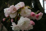 八重桜多賀大学通り08-04-25(15)松月ショウゲツ