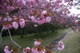 八重桜まつり08-04-24
