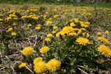 里川菜の花鯉のぼり