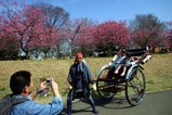 古河桃まつりこいのぼり