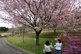 八重桜まつり