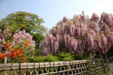 金砂郷藤