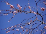 十月桜金沢小学校