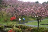 瓜連八重桜