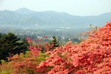 笠間09-04-30佐白山ツツジ8分咲き