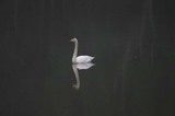 白鳥古徳沼061020