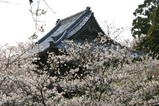 桜大和村雨引観音
