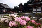 笠間つつじまつり鳳台院しゃくなげ