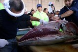 那珂湊産業祭08-10-19(13)マグロ解体ショー