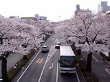 桜平和通り