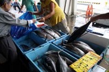 那珂湊かつお祭09-07-05(4)水産物販売