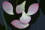 蓮宮の池公園