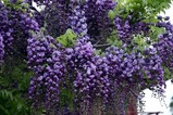 笠間藤の花八重の藤