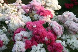 笠間09-04-30佐白山ツツジ8分咲き
