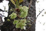 桜日立t多賀大学通